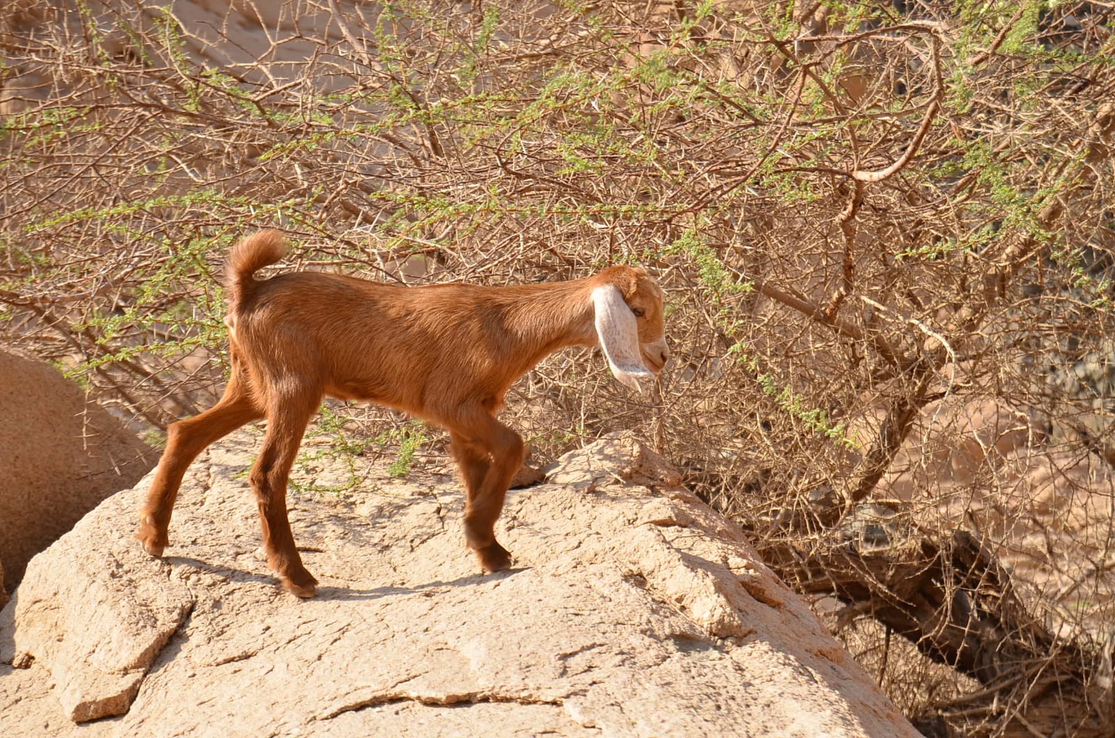 1⛺🏜️Secret of the Desert – Nabq Safari, Bedouin Culture & Seafood Lunch