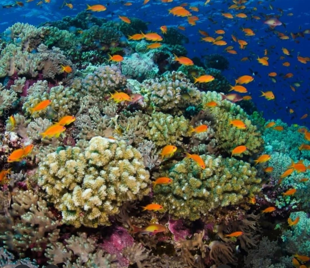 8Ras Mohammed Reserve — By bus from Sharm El Sheikh, discover the unique nature of Sinai! 🌿