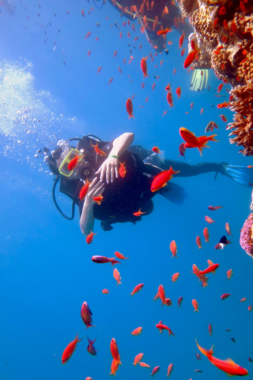 4Immersioni dalla riva a Sharm El Sheikh – scopri uno dei posti migliori al mondo per fare diving! 🤿🌊💙✨