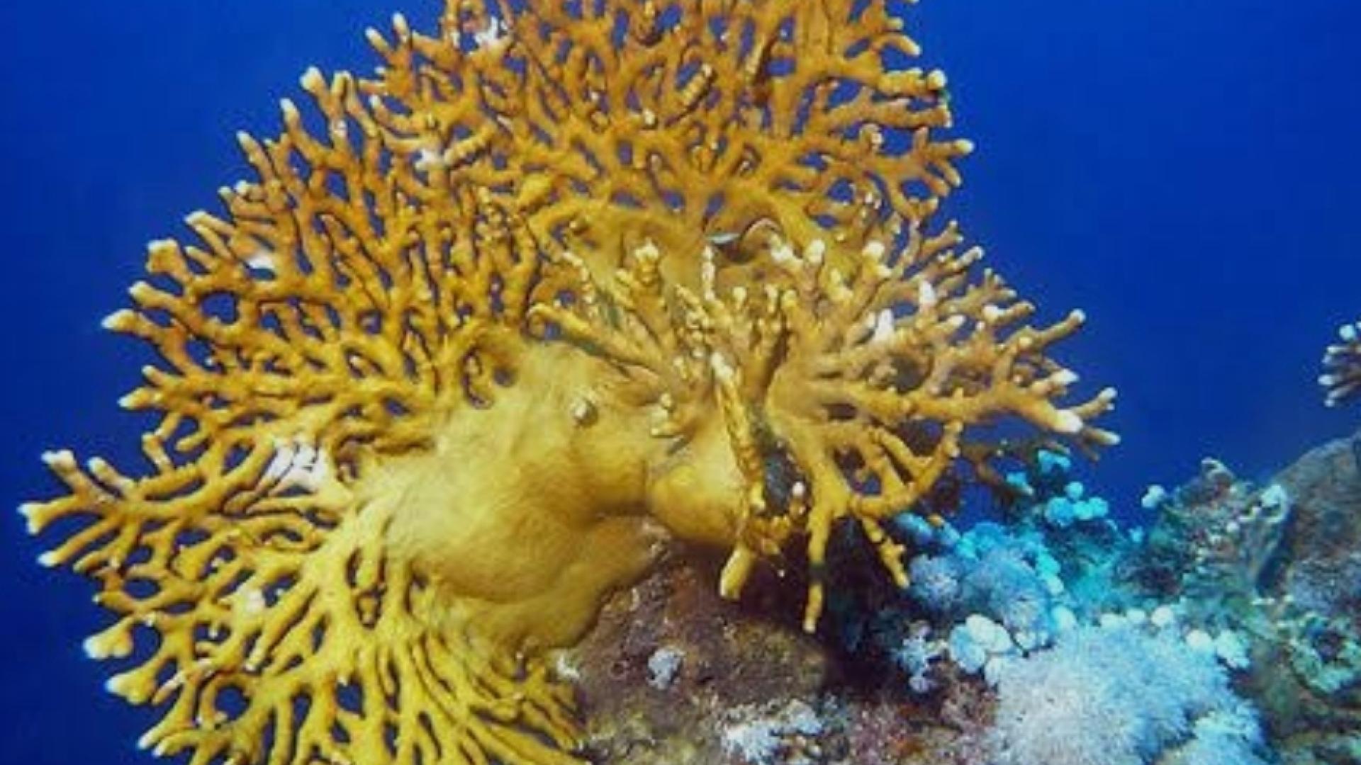 Stinging Coral Reefs in the Red Sea: What They Are, How They Affect You, and How to Treat Coral Stings – Mooka.tours Encyclopedia Guide