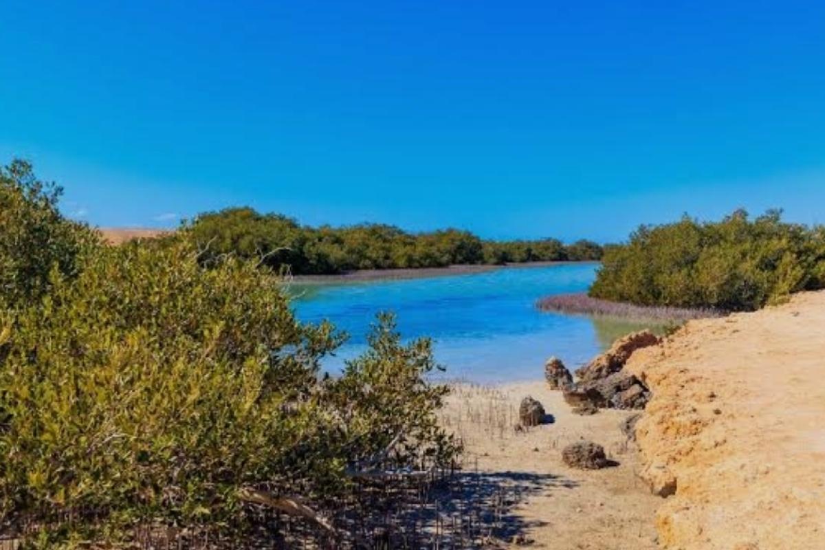 Удивительные мангровые леса Шарм-эль-Шейха и Южного Синая