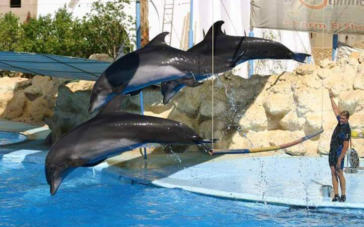 Dolphinarium in Sharm el Sheikh - amazing dolphin show!
