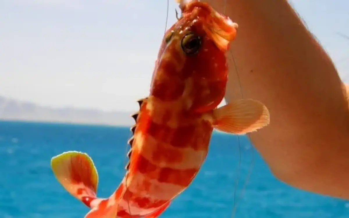 Pescuit și snorkeling de pe iaht, din Hurghada.