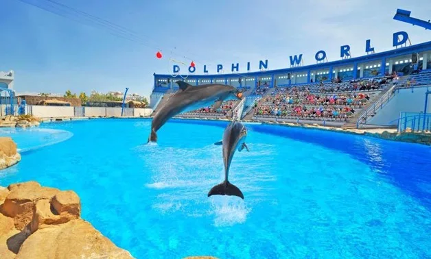 Dolphin Show from Hurghada — Discover a World of Joy and Wonders!🐬