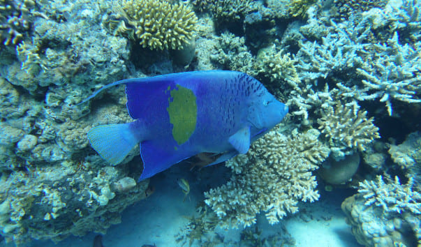 2Коралловый заповедник Шарм-Эль-Нага на яхте из Хургады