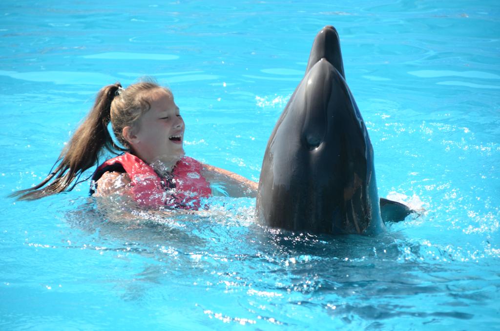 9Swimming with Dolphins from Sharm El Sheikh – unforgettable emotions and pure joy in the water! 🐬💙✨